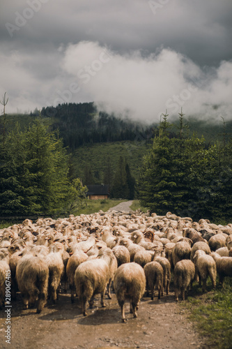 Sheeps group and lambs on a meadow with green grass
