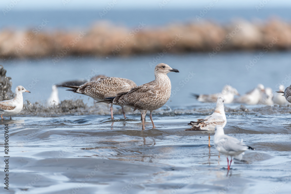 Seagulls Feeding on a Baltic Sea Beach on a Sunny Summer Day Seagulls Feeding on a Baltic Sea Beach on a Sunny Summer Day