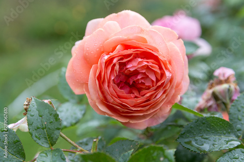 Beautiful roses blooming in the garden during the rain in autumn, raindrops photo