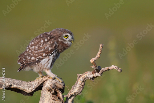 Young little owl, Athene noctua, stands on a dry branch on a beautiful summer background