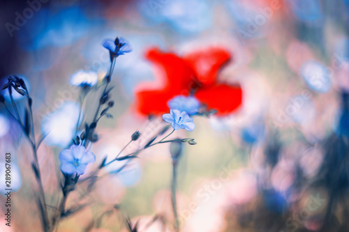 beautiful bright natural background with small flowers of blue flax and red and pink poppies grow on a gentle summer meadow