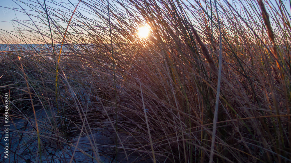 Fototapeta premium frosty grass in the swedish autumn