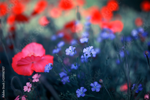 beautiful natural background with blue flax and pink poppy flowers grow on bright Sunny summer glade
