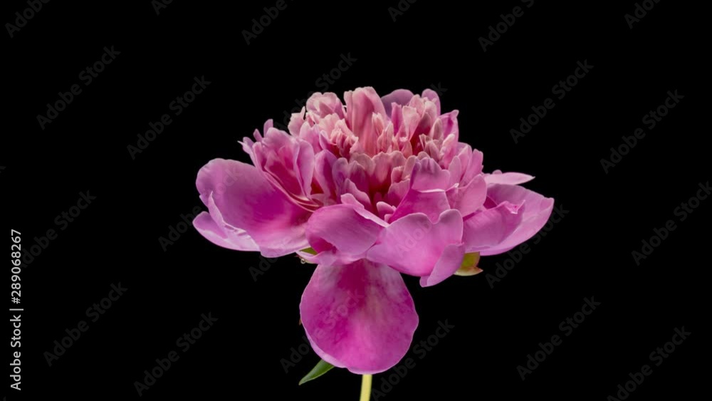 Timelapse of pink peony flower blooming on black background Timelapse of pink peony flower blooming on black background