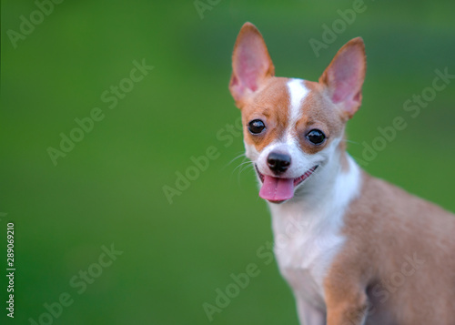 Portrait beautiful adorable chihuahua puppy dog smile on green background. © JT Jeeraphun