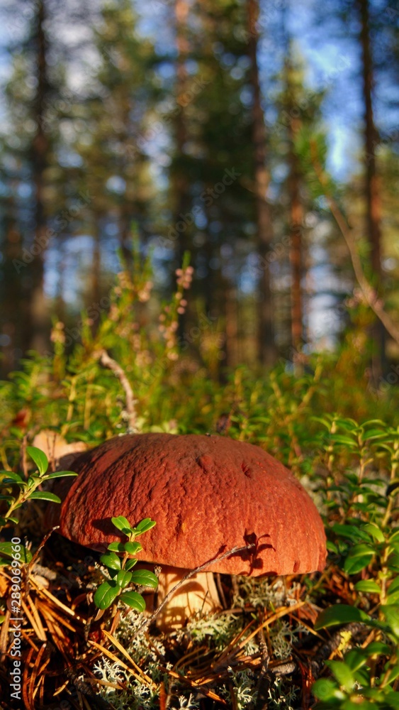 Boletus edulis, mushroom in swedish forest, copy space on forest background Boletus edulis, mushroom in swedish forest, copy space on forest background