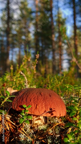 Boletus edulis, mushroom in swedish forest, copy space on forest background