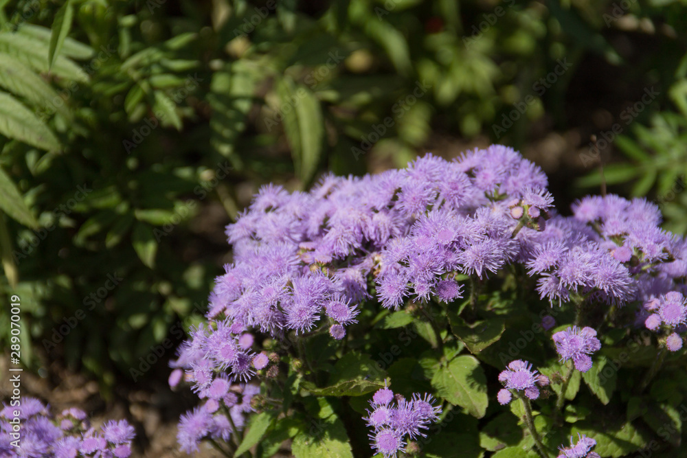 Fototapeta premium Flower ageratum violet (its scientific name is Ageratum Houstonianum), native to Central America. Beautiful background.