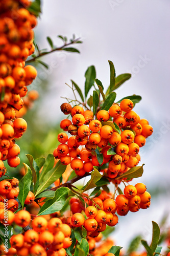 Ripe orange fruits of sorbus aria in autumn with gray background.