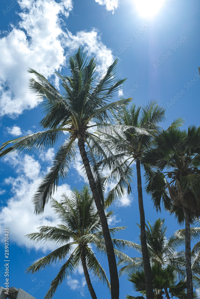 Obraz premium ホノルル ハワイ HAWAII Honolulu 旅行 南国 写真素材 アメリカ 旅