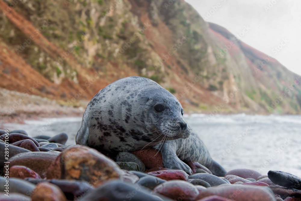 Fototapeta premium Grey seal pup on a remote rocky shore