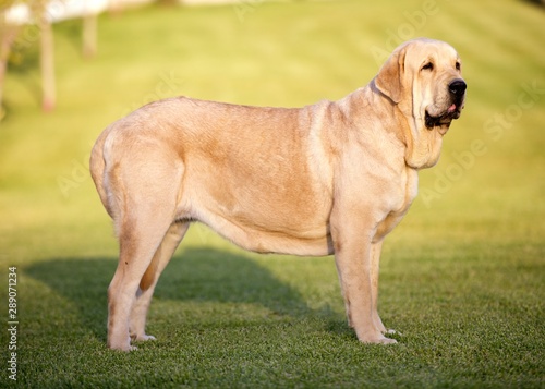 Cuadro en lienzo Beautiful Spanish Mastiff Breed yellow colour on the grass