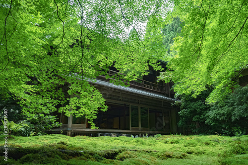 京都　瑠璃光院　青もみじ　日本　写真素材　カメラ　庭園　 © Sanato