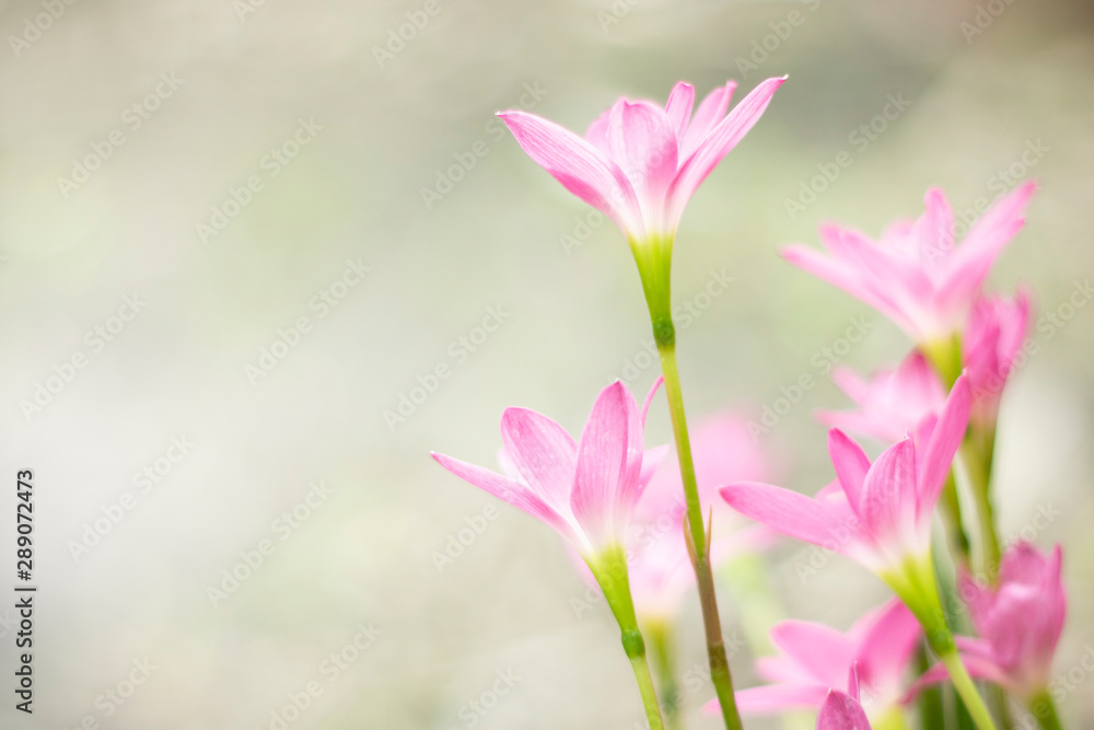 Zephyranthes rosea Lindl pink flower blurlight backgouond Zephyranthes rosea Lindl pink flower blurlight backgouond