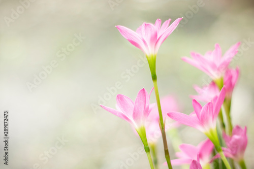 Zephyranthes rosea Lindl pink flower blurlight backgouond