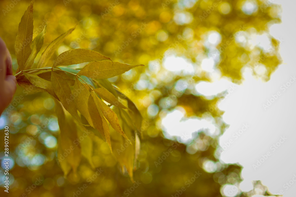Warm and sunny autumn in a beautiful park. Yellow foliage on blurry fotne with beautiful bokeh. Close-up photo in warm and bright colors Warm and sunny autumn in a beautiful park. Yellow foliage on blurry fotne with beautiful bokeh. Close-up photo in warm and bright colors