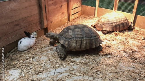 The tortoise slowly creeps toward the white rabbit while the second turtle is spinning and basking in the sun. photo