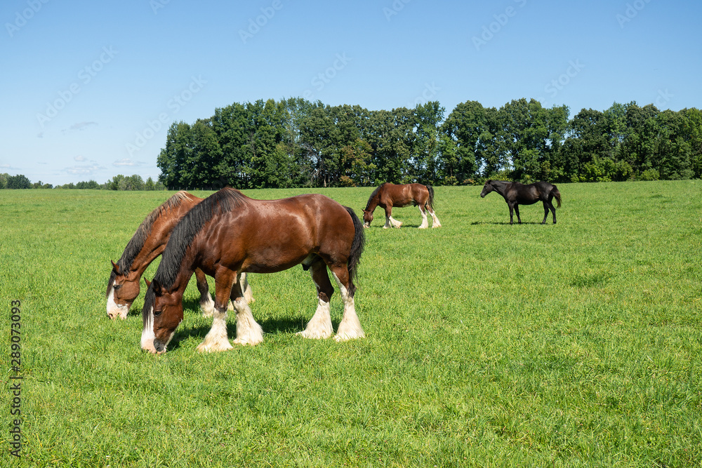 Horses in the summertime