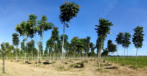 reforestation in the Amazon region with the fast growing species Parica (Shizolobium amazonicum) in a consortium (agroforestry system) with hay production photo