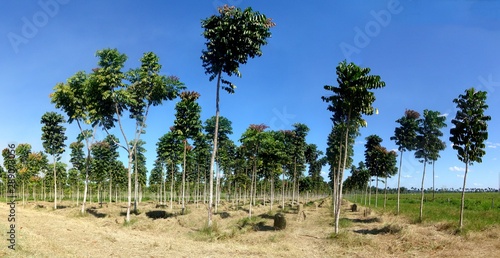 Картината върху платно reforestation in the Amazon region with the fast growing species Parica (Shizolo