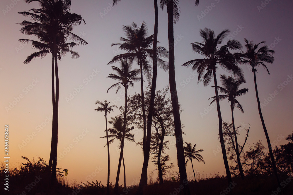 Palm trees on sunset beach in Goa, India