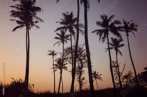 Palm trees on sunset beach in Goa, India