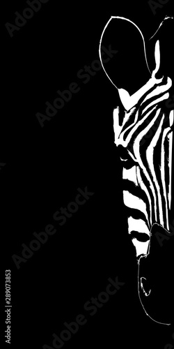 half zebra muzzle on black background