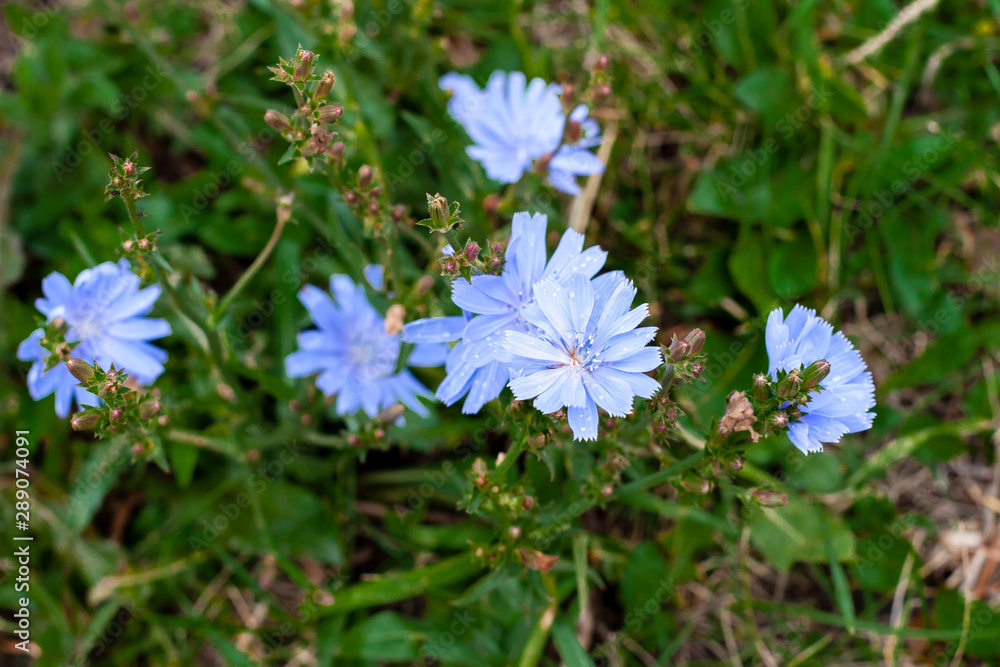 Blooming chicory, close-up on a green background. Blooming chicory, close-up on a green background.