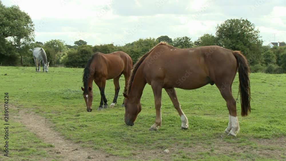 Steady, medium wide shot of three horses grazing on farmland. Steady, medium wide shot of three horses grazing on farmland.