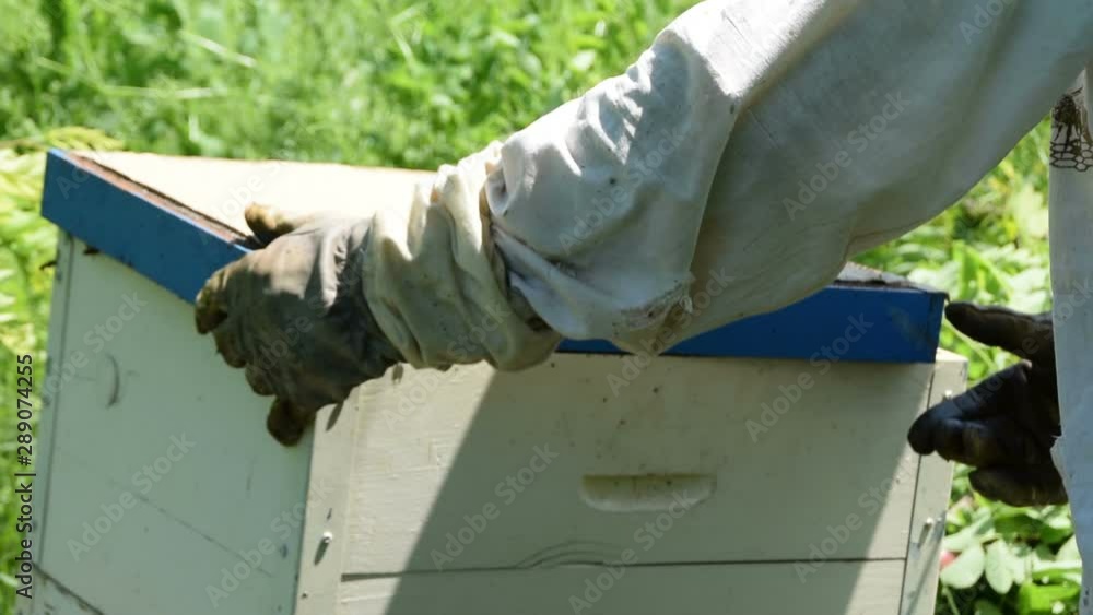 The beekeeper adjusts a hive cover top so new bees can enter the hive The beekeeper adjusts a hive cover top so new bees can enter the hive