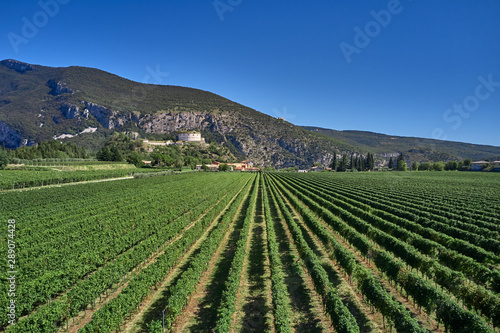 Aerial photography with drone. Grape plantation top view, Italy.