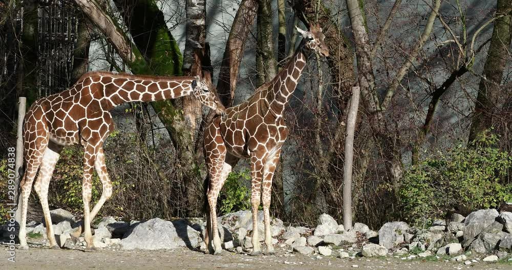 Giraffe, Giraffa camelopardalis is an African even-toed ungulate mammal, the tallest living terrestrial animal and the largest ruminant. Giraffe, Giraffa camelopardalis is an African even-toed ungulate mammal, the tallest living terrestrial animal and the largest ruminant.