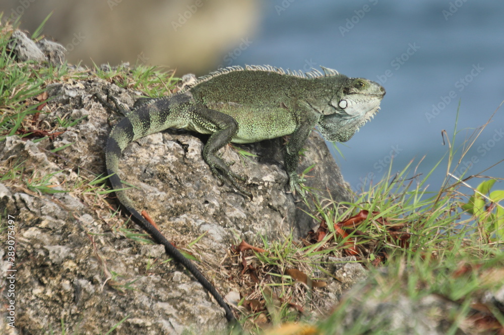 Fototapeta premium Iguana on rock