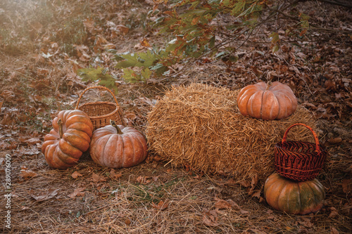 Autumn composition of different pumpkins on the straw in the Garden.