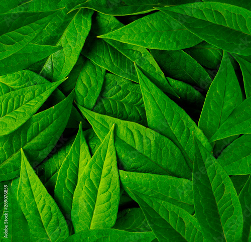 Creative concept photo of flowers grass plant green leaves background.