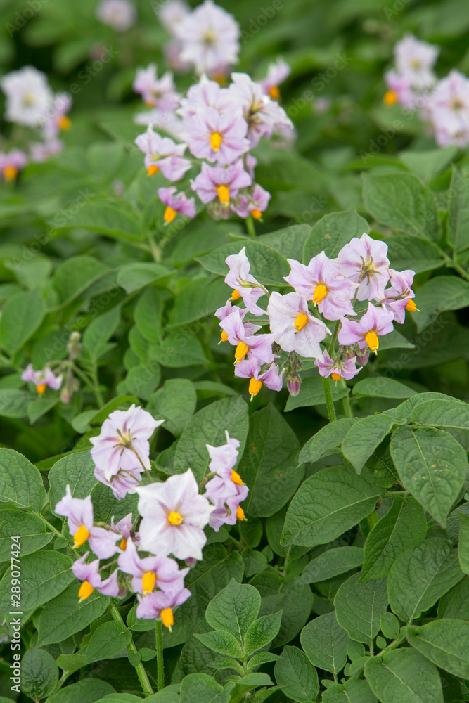 Blooming potatoefield Netherlands. Agriculture Blooming potatoefield Netherlands. Agriculture