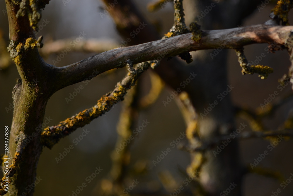 Branch