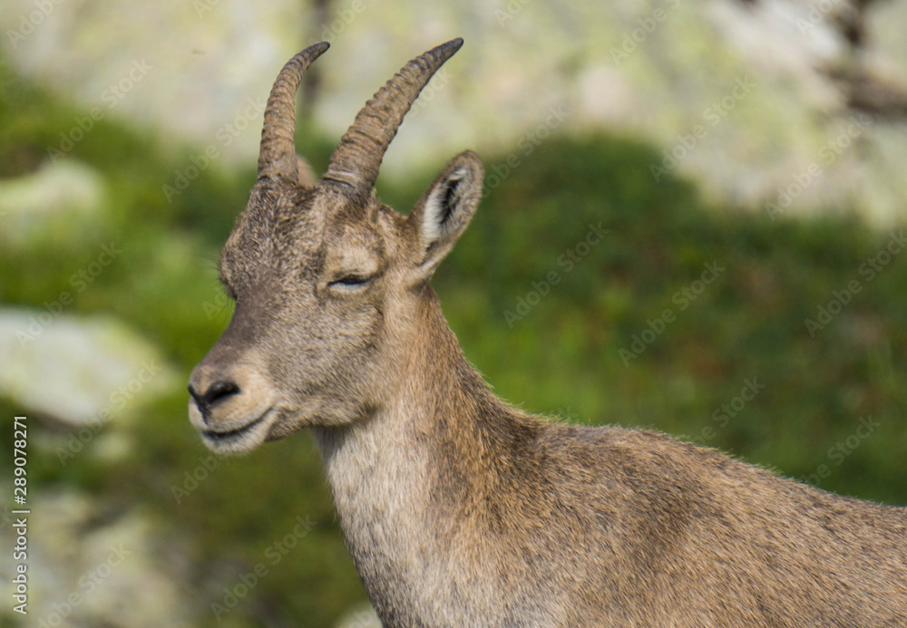 Bouquetin des Alpes