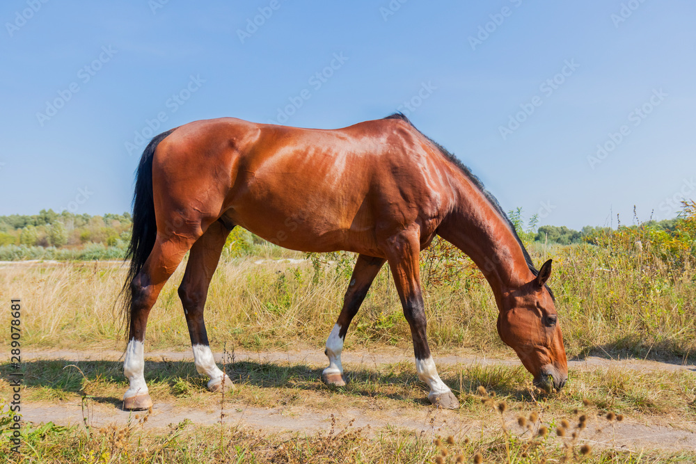 horse steed eats grass by the river horse steed eats grass by the river