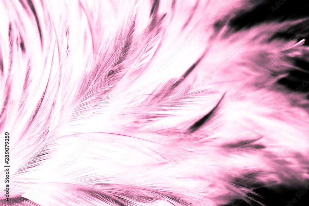 Obraz premium Beautiful abstract texture close up color white purple and pink feathers background and wallpaper