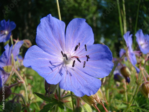 blue flower in the garden