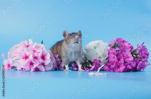 The Norway rat is sitting in fresh flowers photo