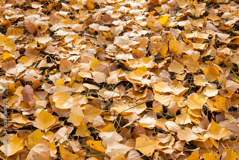 The texture of yellow fallen leaves in the fall. View from above The texture of yellow fallen leaves in the fall. View from above