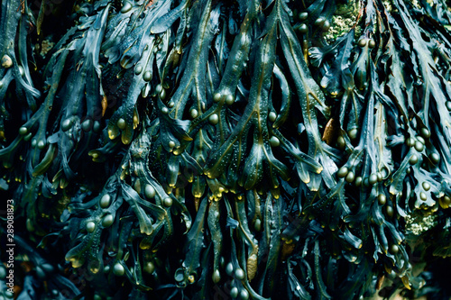 Φωτογραφία Seaweed in turquoise hue