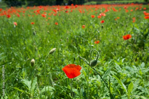 Papavers on the grass photo