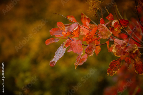 Wallpaper Mural Red and Orange Autumn Leaves Background Torontodigital.ca