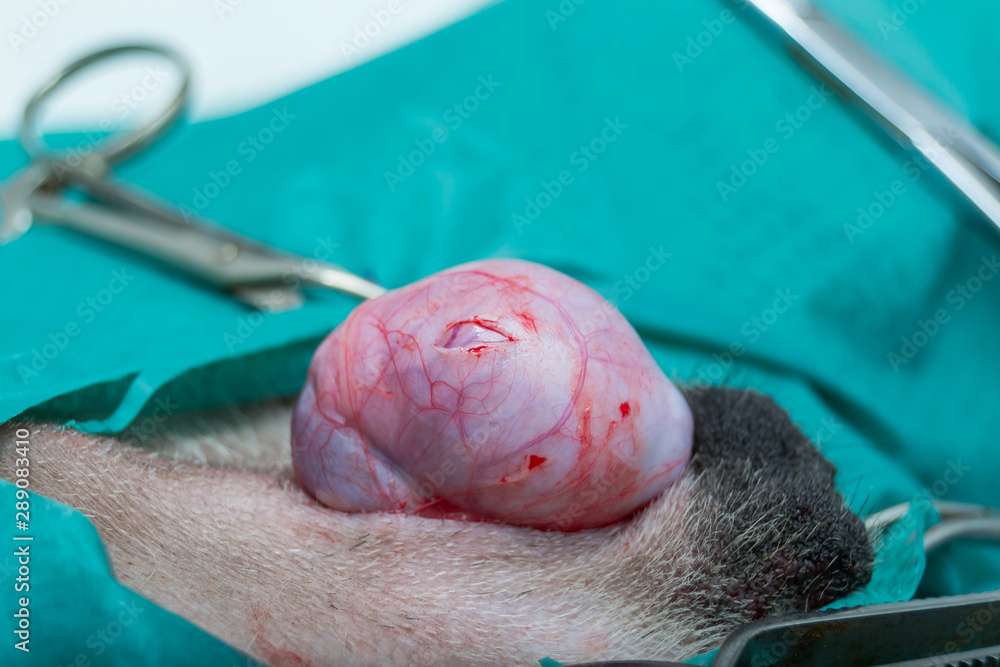 Closed online castration dog