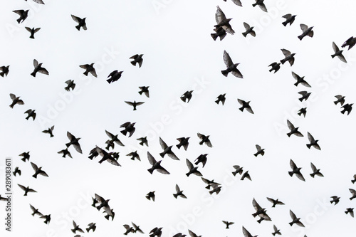 starlings spreading wings flying through the gray sky