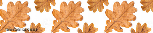 Panorama pattern of autumn leaves of oak