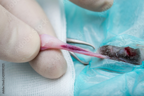 Testicular cord of a male cat  neuter surgery